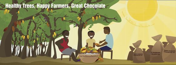 cocoa farmers and healthy cacao trees