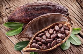 cacao-pods