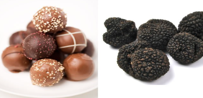 chocolate-truffles-versus-truffle-mushrooms