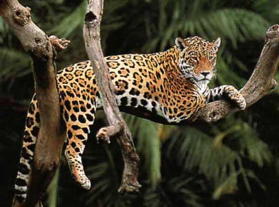 jaguar-in-tree