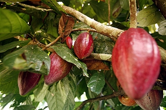 organic-criollo-cacao-pod-by-santa-barbara-chocolate