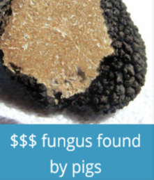 truffles-found-by-pigs
